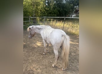 Shetland Ponys, Stute, 7 Jahre, 100 cm, Roan-Blue