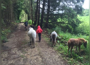 Shetland Ponys, Stute, 7 Jahre, 100 cm, Roan-Blue