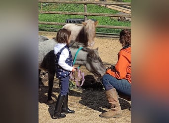 Shetland Ponys, Stute, 7 Jahre, 100 cm, Roan-Blue