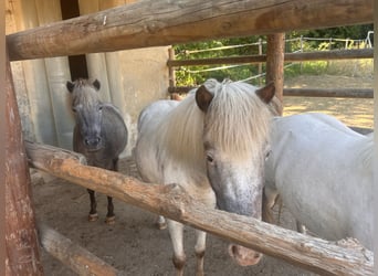 Shetland Ponys, Stute, 7 Jahre, 100 cm, Roan-Blue