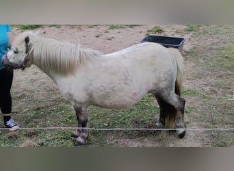 Shetland Ponys, Stute, 7 Jahre, 105 cm, Apfelschimmel
