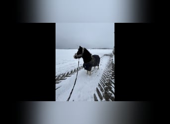 Shetland Ponys, Stute, 7 Jahre, 106 cm