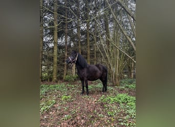 Shetland Ponys, Stute, 7 Jahre, 107 cm, Rappe