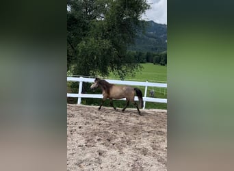 Shetland Ponys, Stute, 7 Jahre, 108 cm