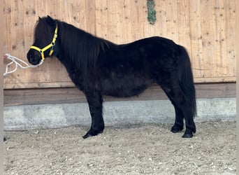Shetland Ponys, Stute, 7 Jahre, 112 cm, Rappe