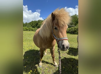 Shetland Ponys, Stute, 7 Jahre, 83 cm, Fuchs