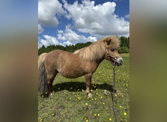 Shetland Ponys, Stute, 7 Jahre, 83 cm, Fuchs