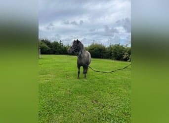 Shetland Ponys, Stute, 7 Jahre, 86 cm, Schimmel