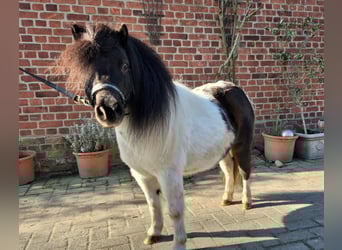 Shetland Ponys, Stute, 7 Jahre, 87 cm, Schecke