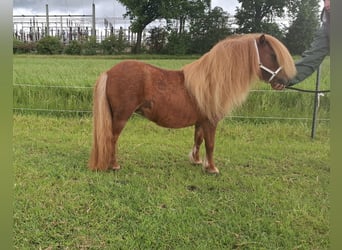 Shetland Ponys, Stute, 7 Jahre, 89 cm, Fuchs