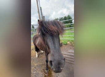 Shetland Ponys Mix, Stute, 8 Jahre, 100 cm, Schecke
