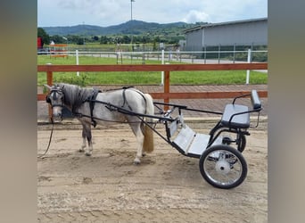 Shetland Ponys, Stute, 8 Jahre, 100 cm, Schimmel