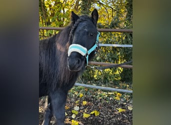 Shetland Ponys, Stute, 8 Jahre, 104 cm, Rappe