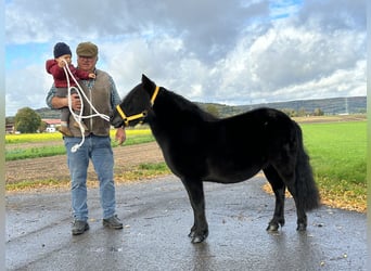Shetland Ponys, Stute, 8 Jahre, 105 cm, Rappe