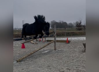 Shetland Ponys, Stute, 8 Jahre, 105 cm, Rappe