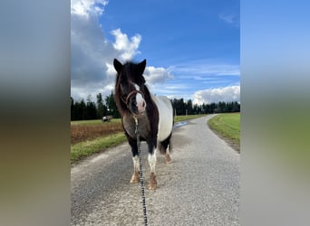 Shetland Ponys, Stute, 8 Jahre, 105 cm, Schecke