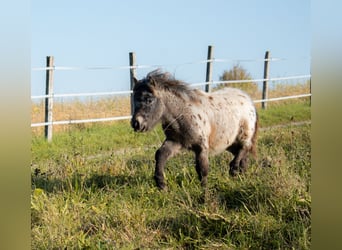 Shetland Ponys, Stute, 8 Jahre, 105 cm, Tigerschecke