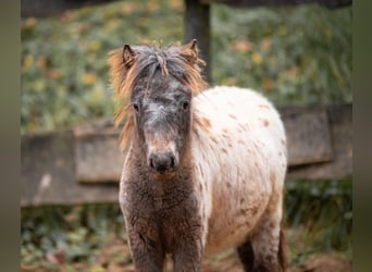 Shetland Ponys, Stute, 8 Jahre, 105 cm, Tigerschecke