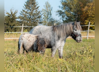 Shetland Ponys, Stute, 8 Jahre, 105 cm, Tigerschecke