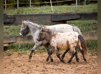 Shetland Ponys, Stute, 8 Jahre, 105 cm, Tigerschecke