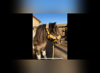 Shetland Ponys, Stute, 8 Jahre, 106 cm