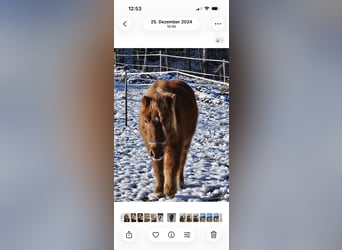 Shetland Ponys, Stute, 8 Jahre, 108 cm, Fuchs