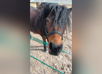Shetland Ponys, Stute, 8 Jahre, 110 cm, Dunkelbrauner