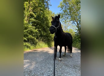 Shetland Ponys Mix, Stute, 8 Jahre, 110 cm, Schecke