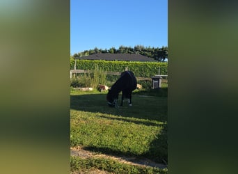 Shetland Ponys Mix, Stute, 8 Jahre, 110 cm, Schecke