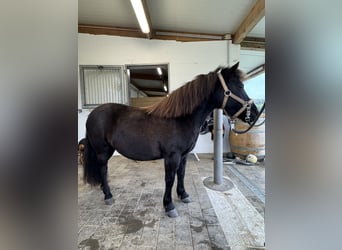 Shetland Ponys, Stute, 8 Jahre, 113 cm, Schwarzbrauner