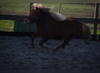 Shetland Ponys, Stute, 8 Jahre, 117 cm, Fuchs