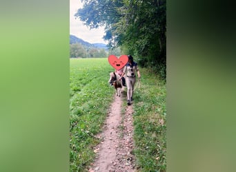 Shetland Ponys, Stute, 8 Jahre, 85 cm, Schecke