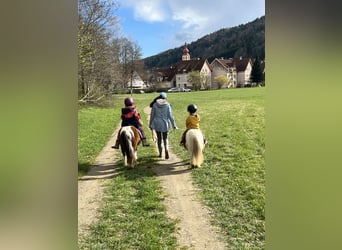 Shetland Ponys, Stute, 8 Jahre, 85 cm, Schecke