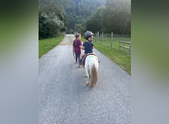 Shetland Ponys, Stute, 8 Jahre, 85 cm, Schecke