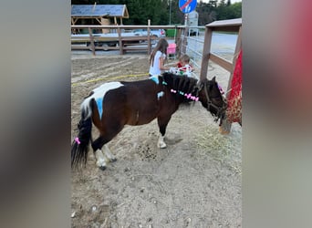 Shetland Ponys, Stute, 8 Jahre, 85 cm, Schecke