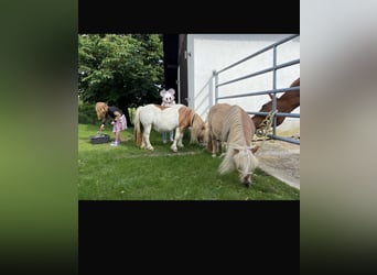 Shetland Ponys, Stute, 8 Jahre, 85 cm, Schecke