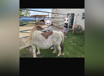 Shetland Ponys, Stute, 8 Jahre, 85 cm, Schecke