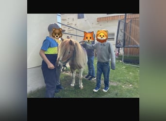 Shetland Ponys, Stute, 8 Jahre, 85 cm, Schecke