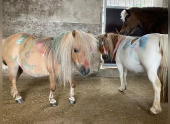 Shetland Ponys, Stute, 8 Jahre, 85 cm, Schecke
