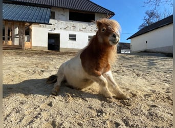Shetland Ponys, Stute, 8 Jahre, 85 cm, Schecke