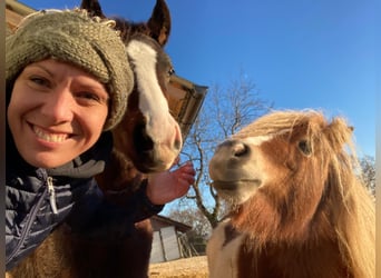 Shetland Ponys, Stute, 8 Jahre, 85 cm, Schecke