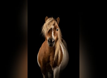 Shetland Ponys, Stute, 8 Jahre, 85 cm, Schecke