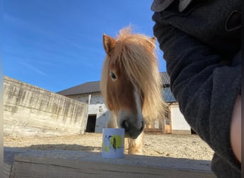 Shetland Ponys, Stute, 8 Jahre, 85 cm, Schecke