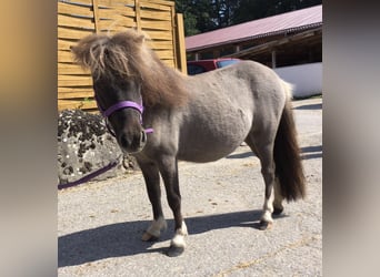 Shetland Ponys, Stute, 8 Jahre, 88 cm, Grullo