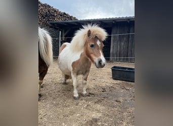 Shetland Ponys, Stute, 8 Jahre, 90 cm