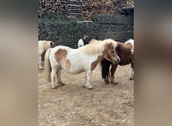 Shetland Ponys, Stute, 8 Jahre, 90 cm