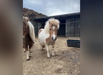 Shetland Ponys, Stute, 8 Jahre, 90 cm