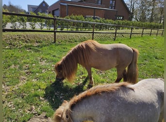 Shetland Ponys, Stute, 8 Jahre, 90 cm, Fuchs