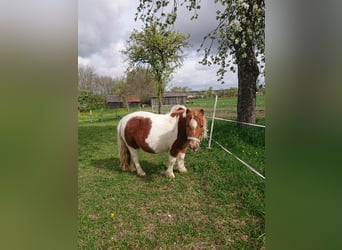 Shetland Ponys, Stute, 8 Jahre, 90 cm, Schecke
