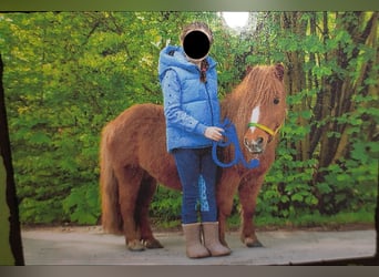 Shetland Ponys, Stute, 8 Jahre, 92 cm, Fuchs
